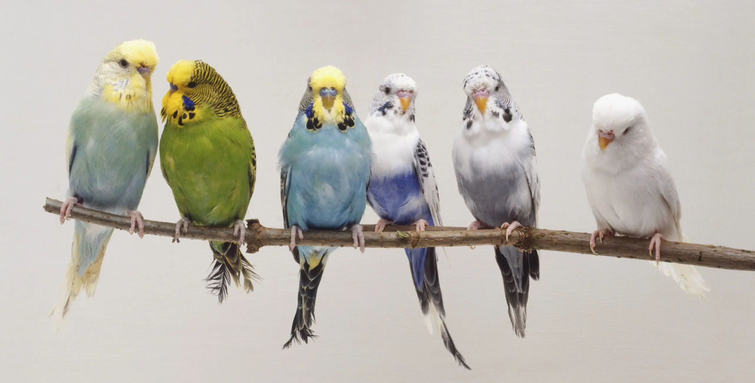 All Pet Birds : Pet Bird Varieties
